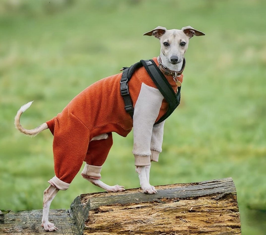 Fleece Lined Sweatshirt Suit - Rust & Stone