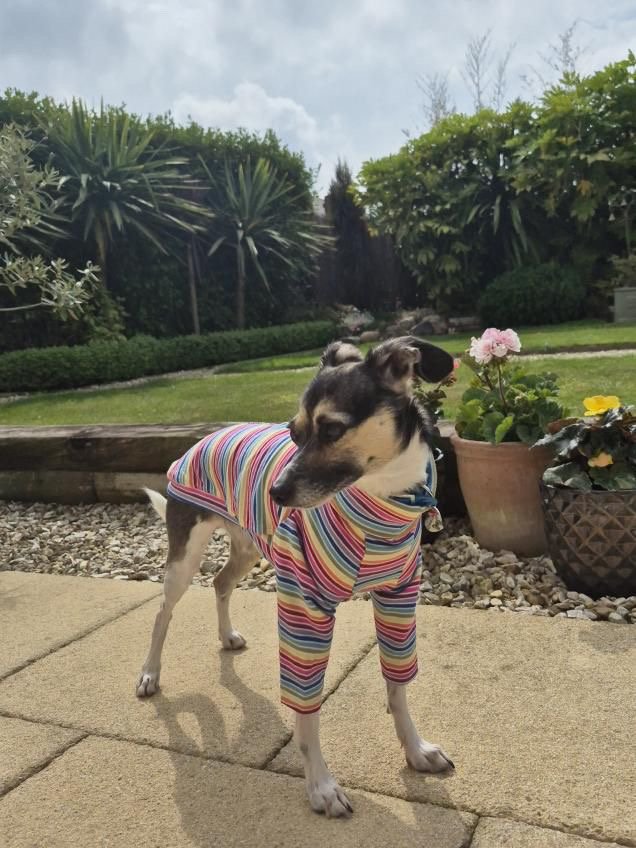 Jersey T-Shirt- Rainbow Stripes