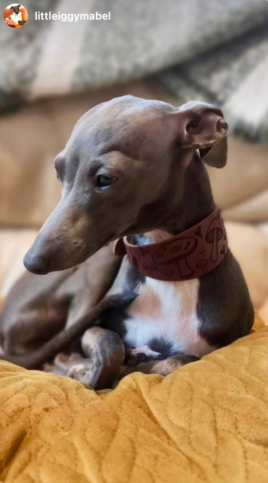 Leather Collar - Mushroom