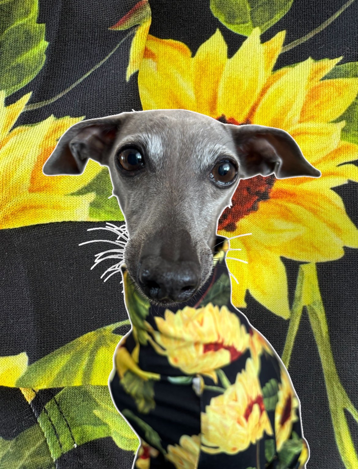 Jersey Suit - Sunflowers