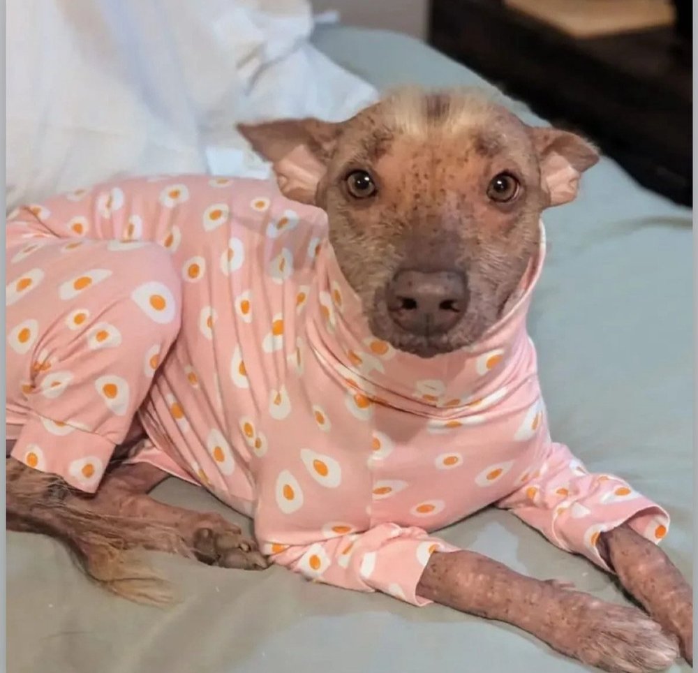 Jersey Suit - Cowboys