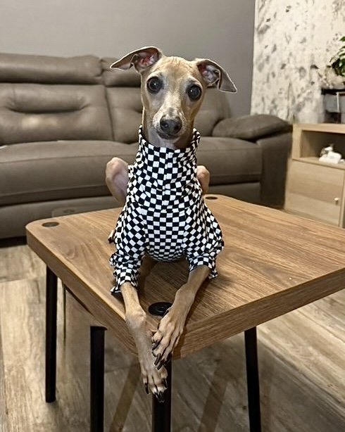 Jersey T-Shirt- Checkerboard