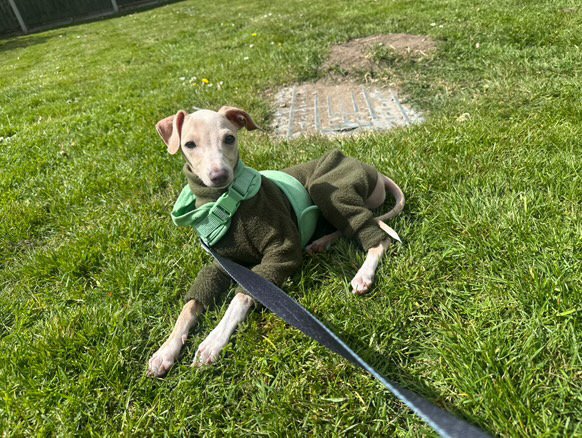 Fleece Lined Sweatshirt - Olive