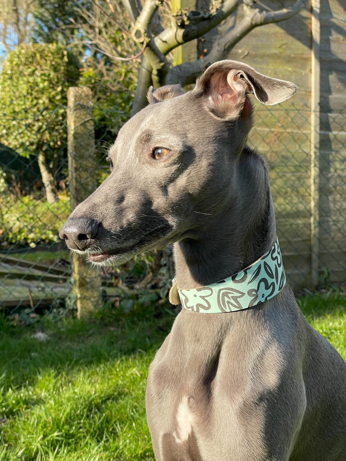 Italian Greyhound clothing, Whippet clothing, Sighthound fashion, Hairless dog clothes (e.g., for Xoloitzcuintli, American Hairless Terrier, Peruvian Inca Orchid), Clothing for Italian Greyhounds, Whippet suits. ersey dog suits,
Knitwear for iggys & whippets and wiggys, (sweaters, jumpers),
Waterproof dog macs,
Rain coats for wiggys,
Leather dog collars UK, leather fishtail collar, whippet collar, greyhound collar, iggy italian greyhound leather fishtail, wide collar dressing gowns vests,4 leg dog suit
