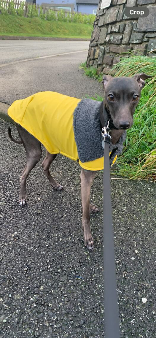 Rain Mac - Yellow Starfish & Plaid Sherpa Lining