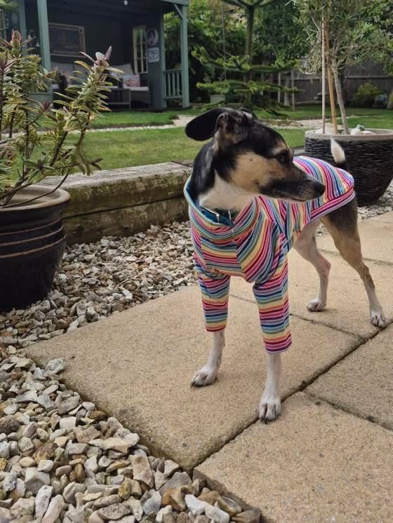 Jersey T-Shirt- Rainbow Stripes