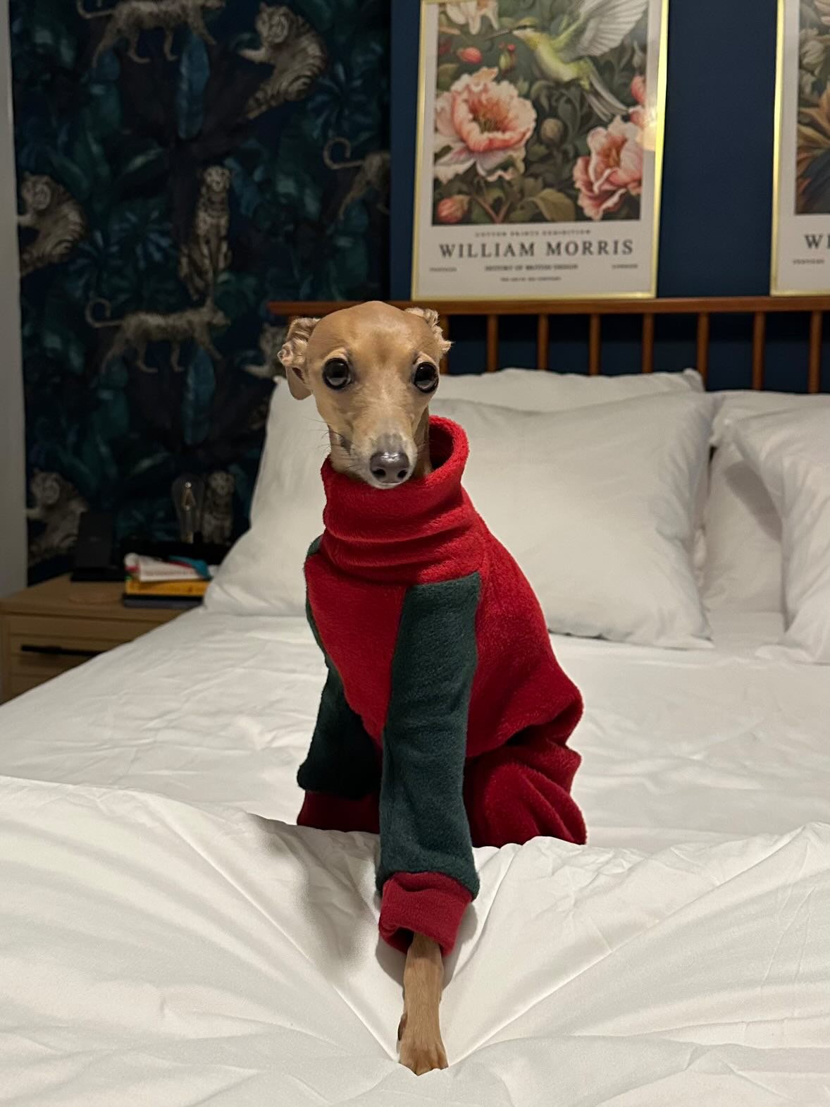 Fleece Lined Sweatshirt Suit - Green & Red