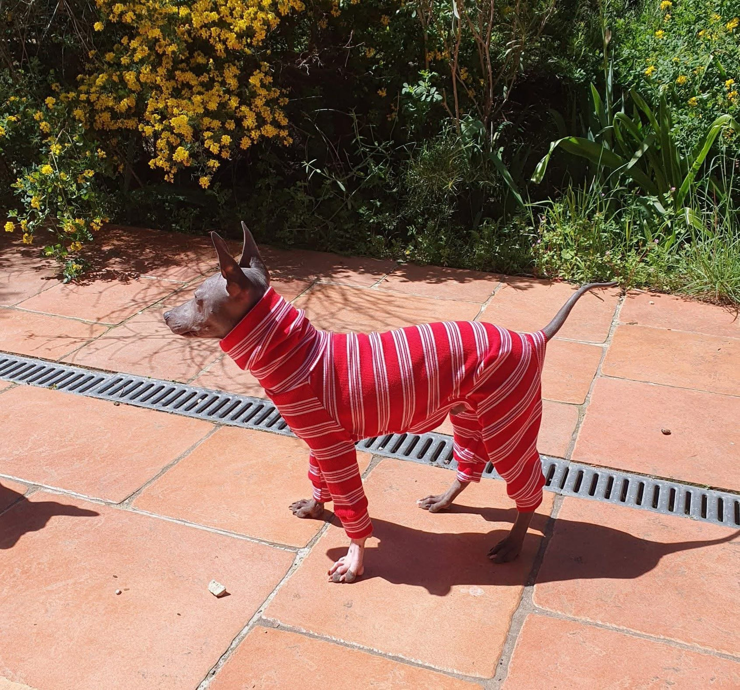 Ribbed Jersey Suit - Red Stripe