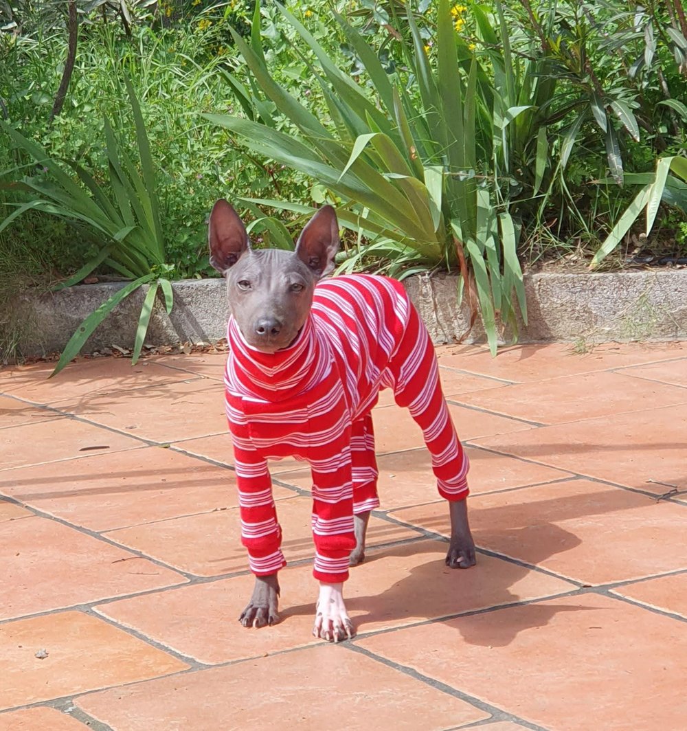 Knit Jersey Suit - Grey Stripe
