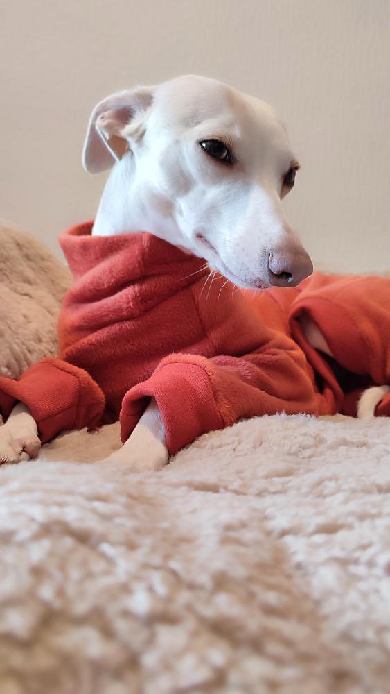 Fleece Lined Sweatshirt Suit - Rust & Stone