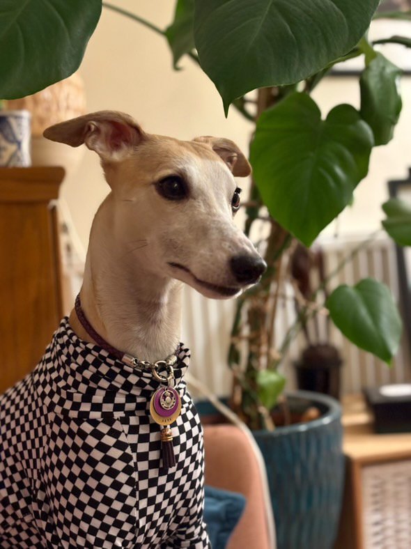 Jersey T-Shirt- Checkerboard