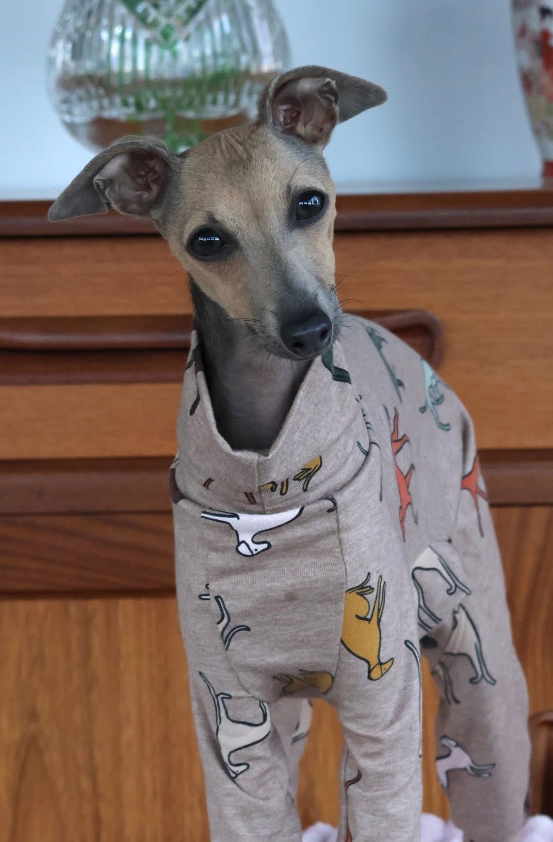 Jersey Suit - Houndin' Around!