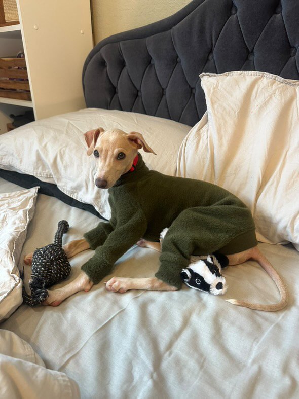 Fleece Lined Sweatshirt - Olive