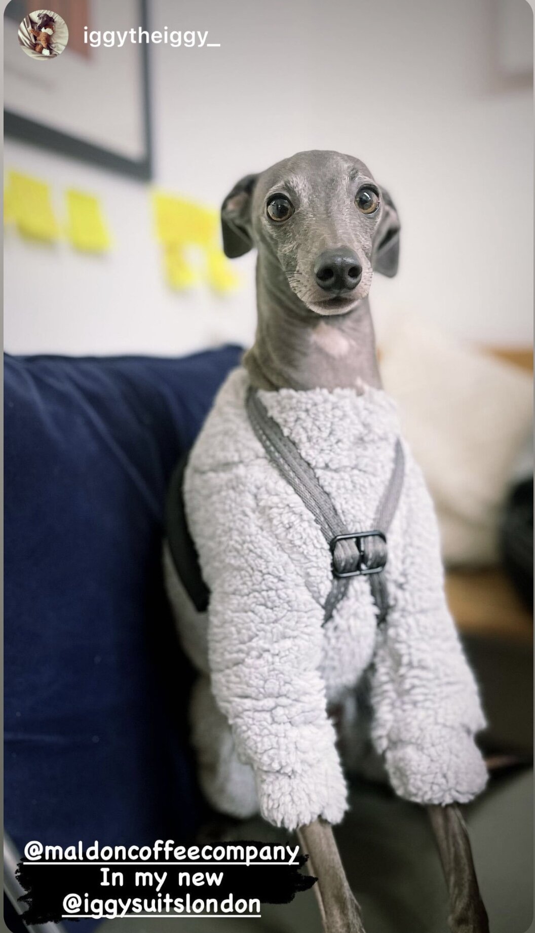 Cuddle Fur Fleece Suit - Light Grey