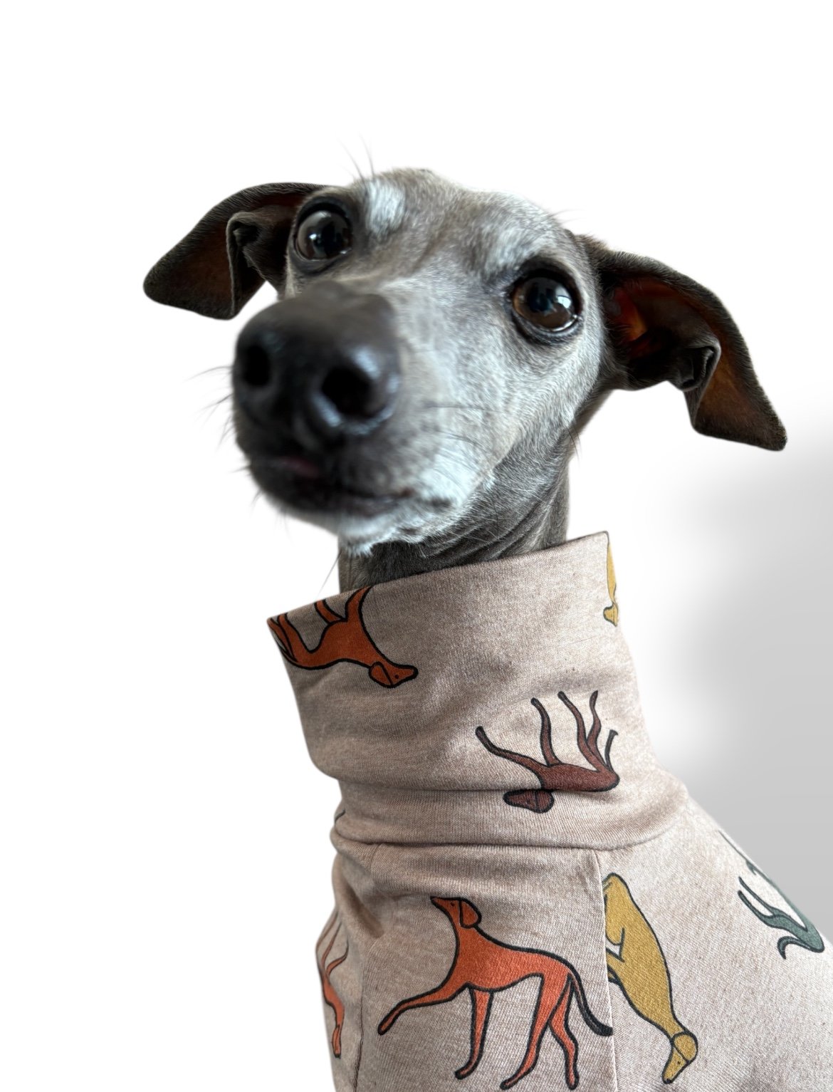 Jersey Suit - Houndin' Around!