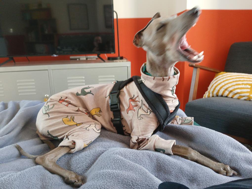Jersey Suit - Houndin' Around!