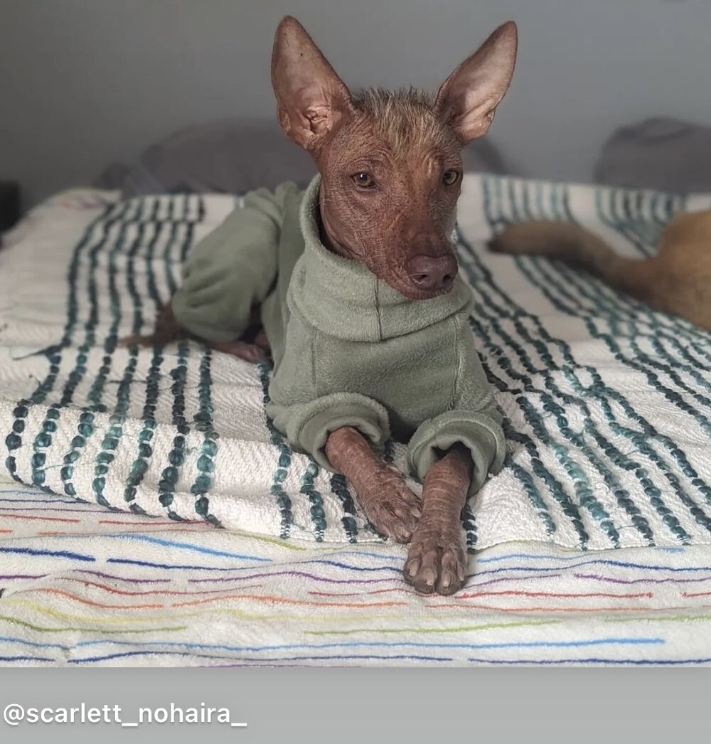 Fleece Lined Sweatshirt - Olive