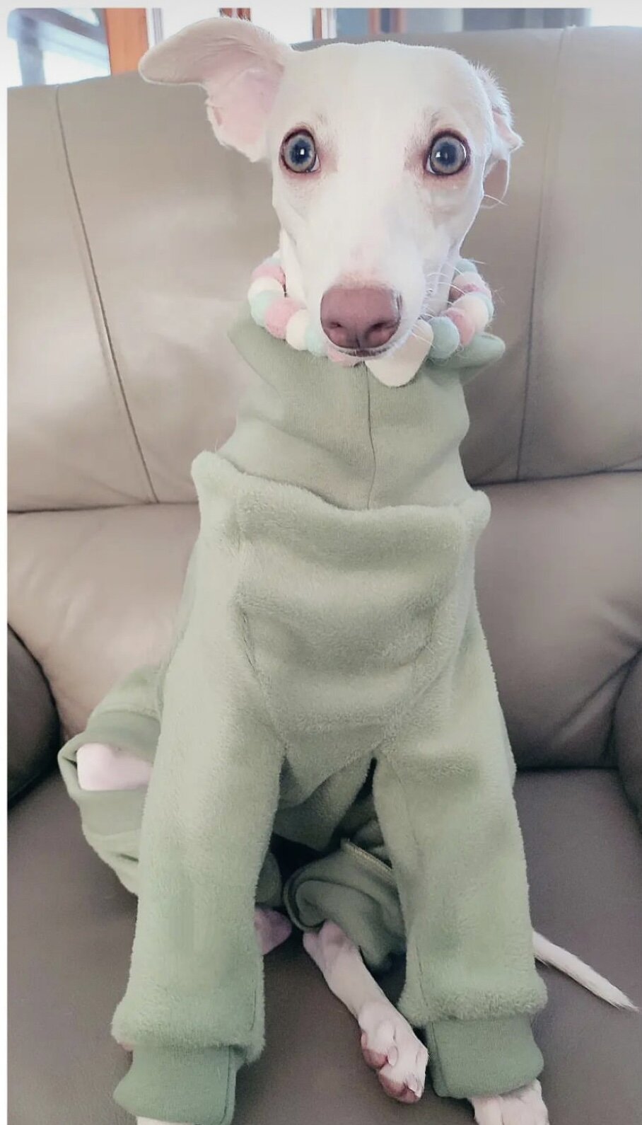 Italian Greyhound clothing
Italian Greyhound clothes UK
Italian Greyhound coats
Italian Greyhound jumpers
Italian Greyhound fleece
Italian Greyhound onesies
Italian Greyhound clothing UK
Whippet clothing
Whippet clothes UK
Whippet coats
Whippet jumpers
Whippet fleece
Whippet onesies
Whippet clothing UK
Sighthound clothing
Sighthound clothes UK
Sighthound coats
Dog clothing for Italian Greyhounds
Dog clothing for Whippets
Clothes for skinny dogs
Clothes for slim dogs
Clothing for small sighthounds
Handmade d
