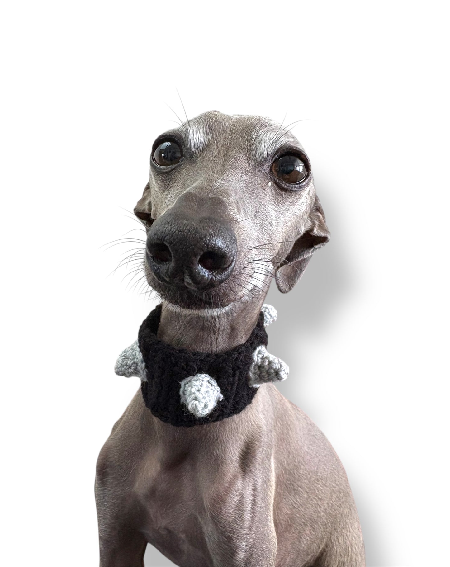 Spiked Dog Collar