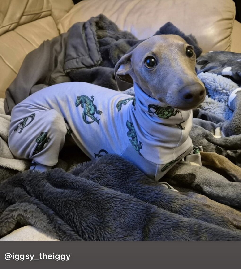 Jersey Suit - Dinosaurs