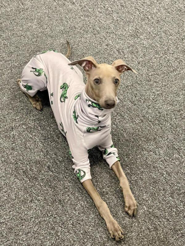 Jersey Suit - Dinosaurs