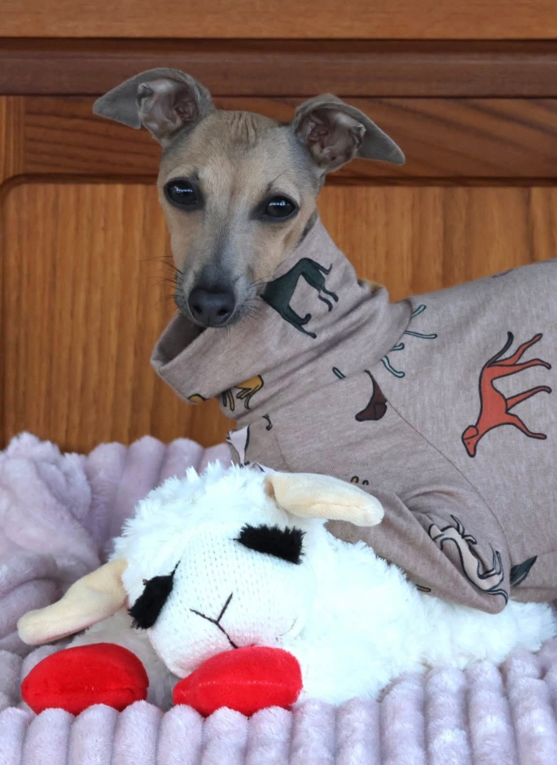 Jersey Suit - Houndin' Around!