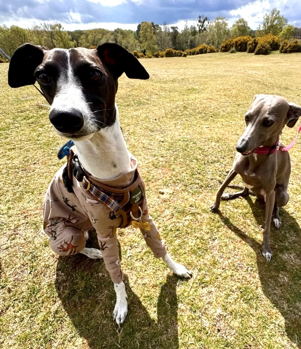 Jersey Suit - Houndin' Around!