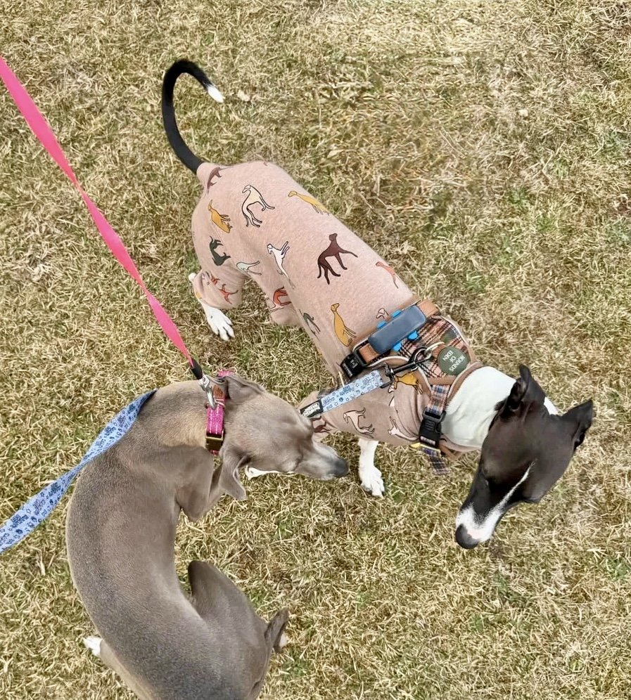 Jersey Suit - Houndin' Around!