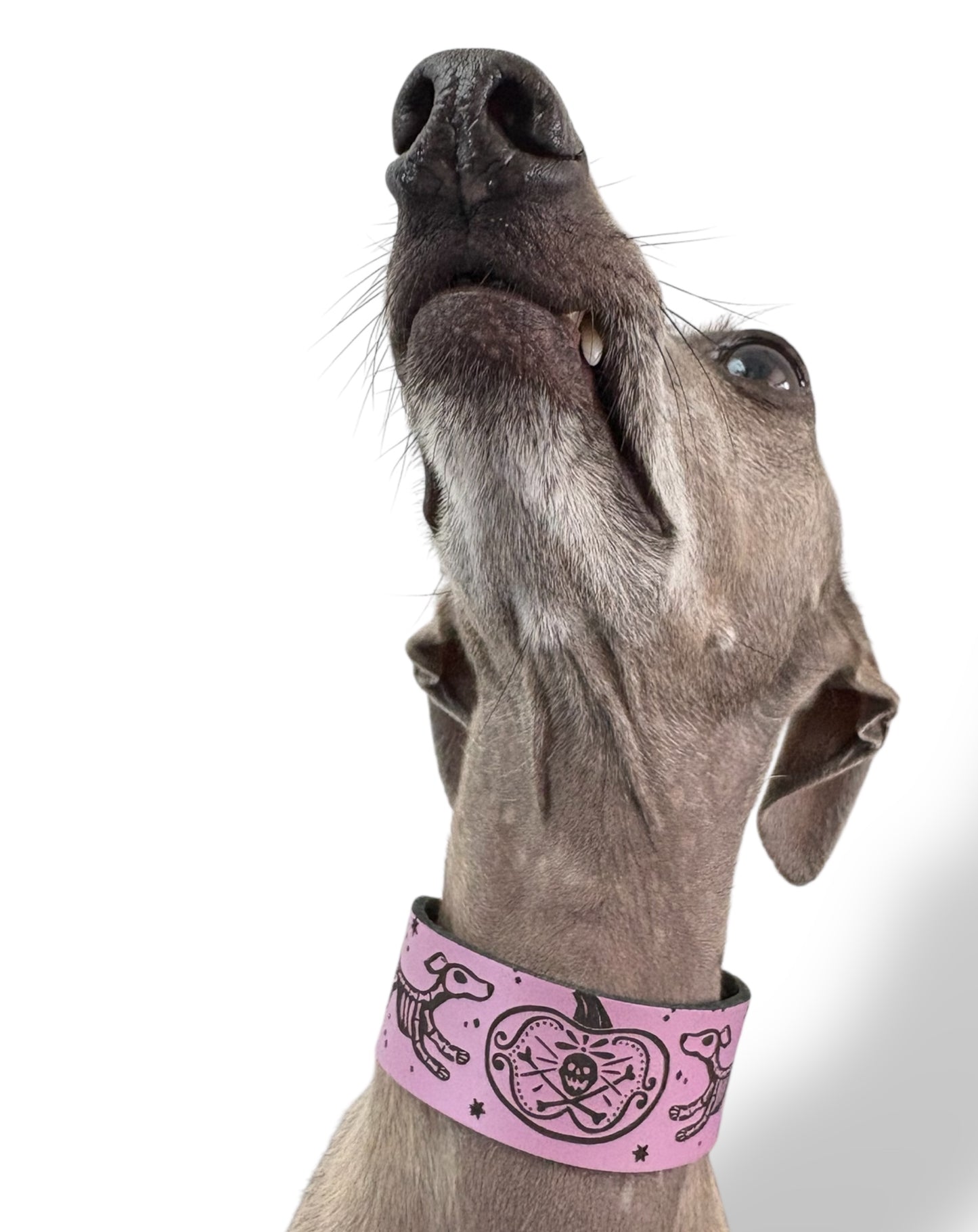 Leather Collar - HALLOWEEN - Skele-Hounds