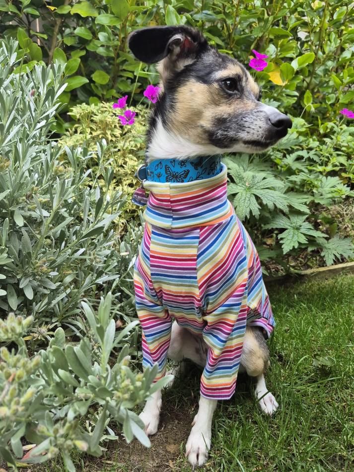 Jersey T-Shirt- Rainbow Stripes