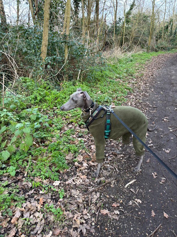 Fleece Lined Sweatshirt - Olive