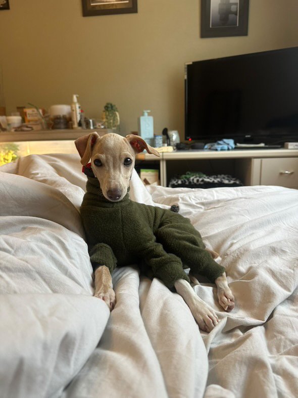 Fleece Lined Sweatshirt - Olive