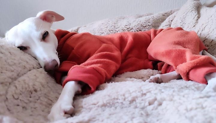 Fleece Lined Sweatshirt Suit - Rust & Stone
