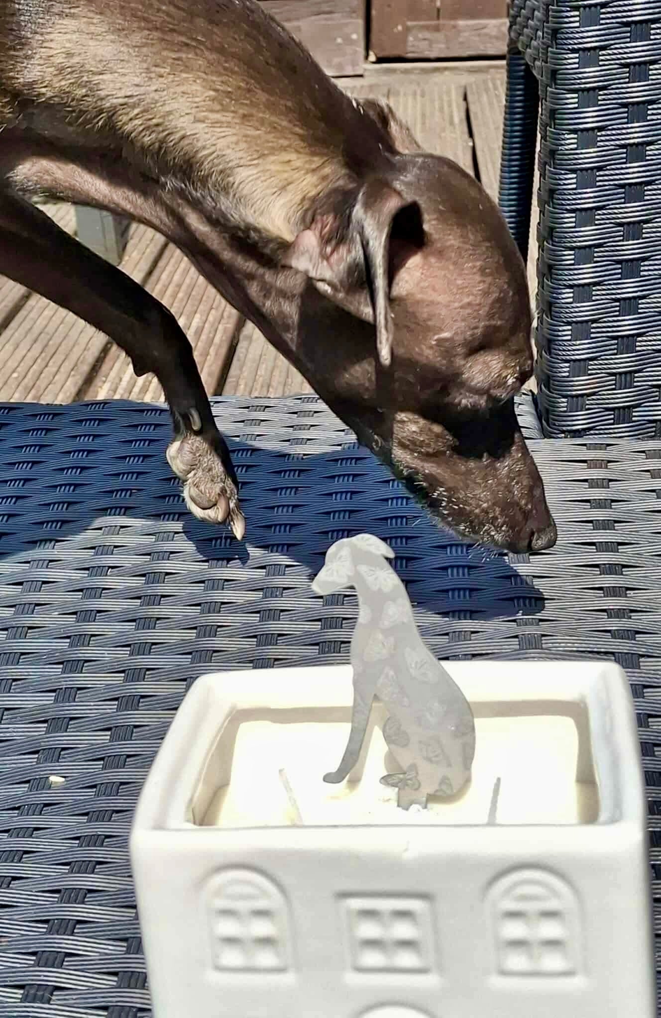 Sighthound Candle Stake