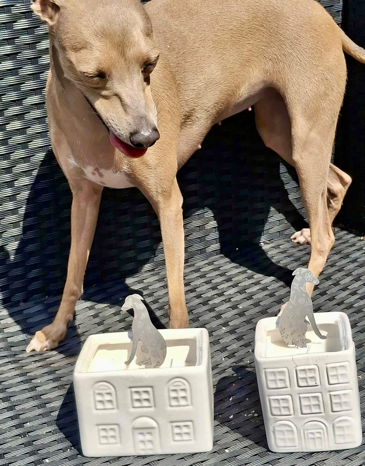 Sighthound Candle Stake