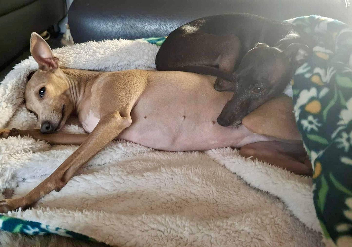 Snuggle Sack - Green Check