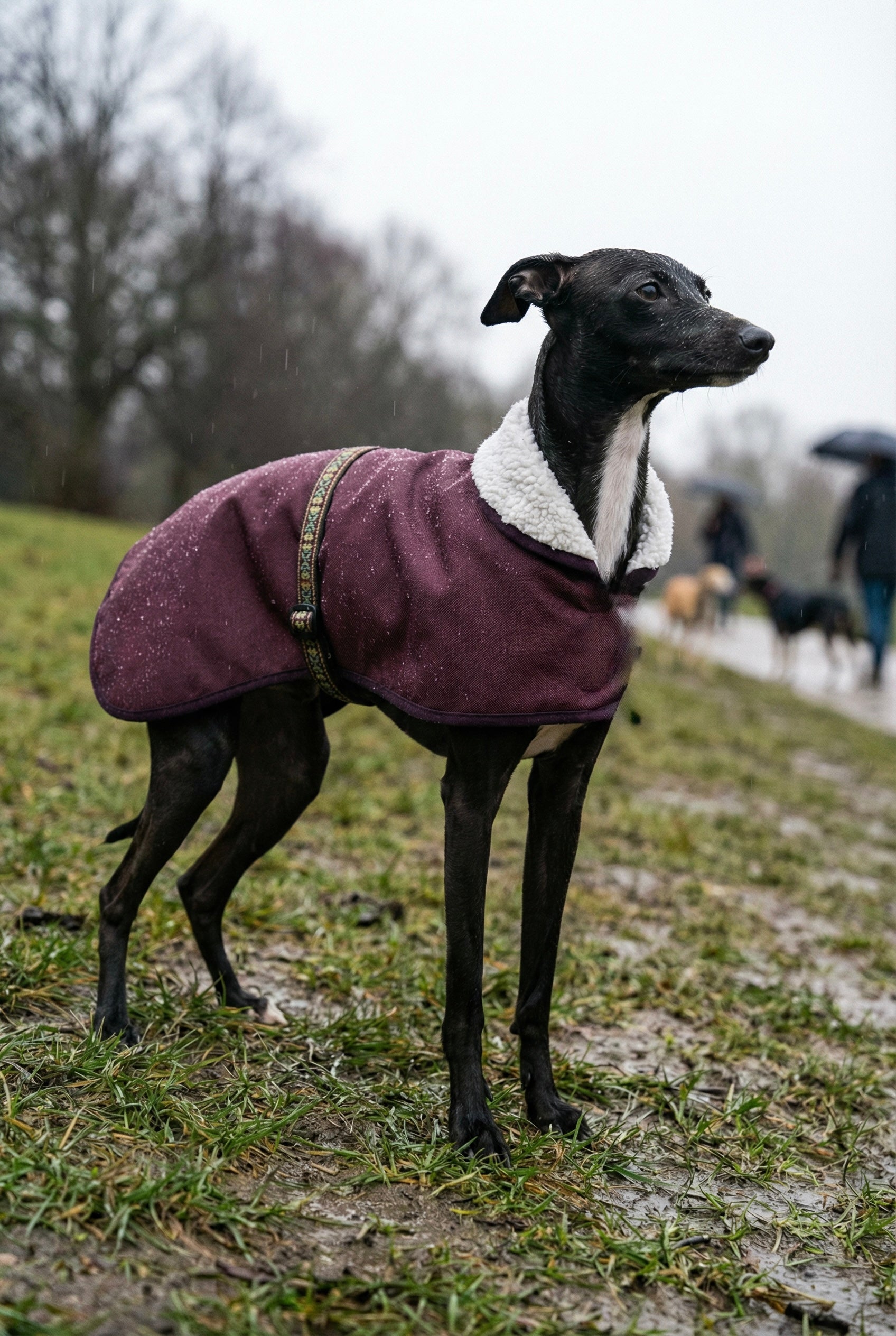 whippet greyhound greyhound waterproof winter coat