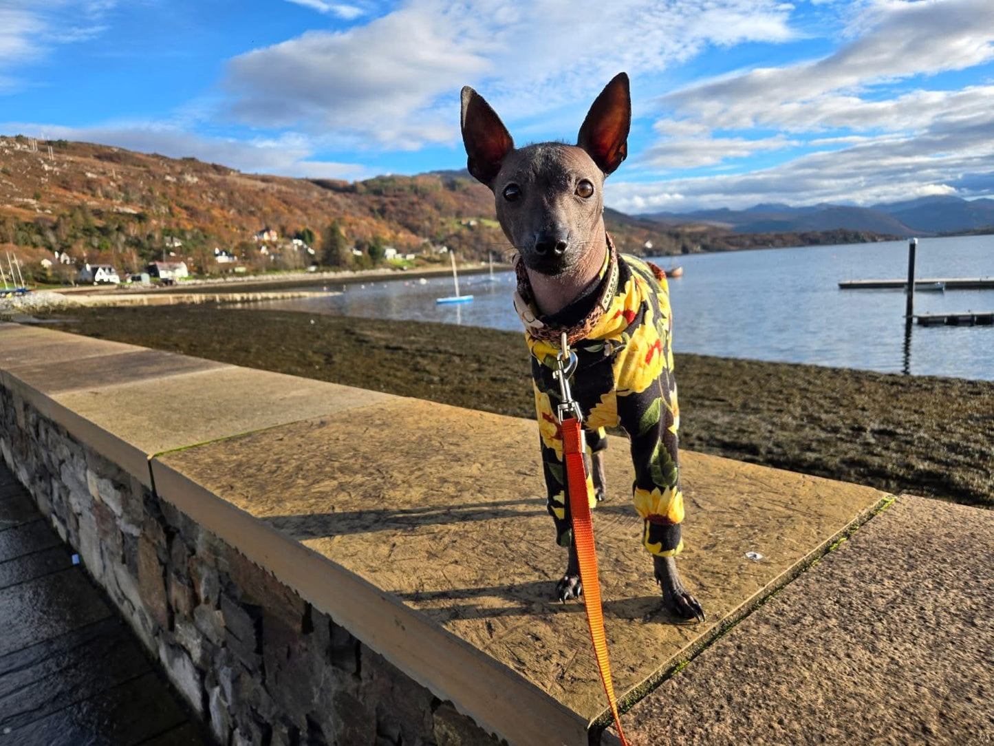Jersey Suit - Sunflowers