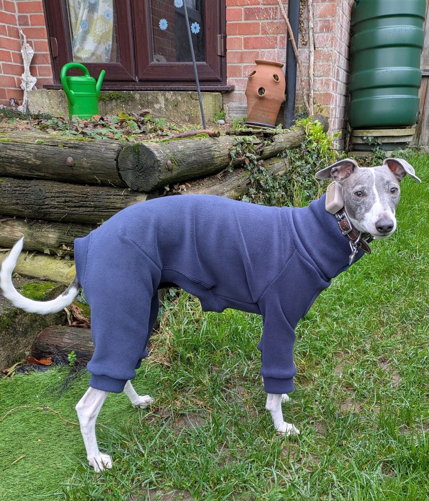 Italian greyhound / whippet dog wearing a warm stretch fleece jumper / four legged onesie pyjama. Spring clothing and clothes. Made in the UK with cheap pricing and fast postage. Comparable to redhound, speedray, loko pet apparel, the green dog, trekfit.