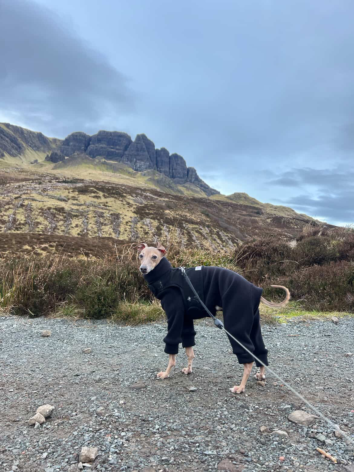 Italian greyhound / whippet dog wearing a warm stretch fleece jumper / four legged onesie pyjama. Spring clothing and clothes. Made in the UK with cheap pricing and fast postage. Comparable to redhound, speedray, loko pet apparel, the green dog, trekfit.