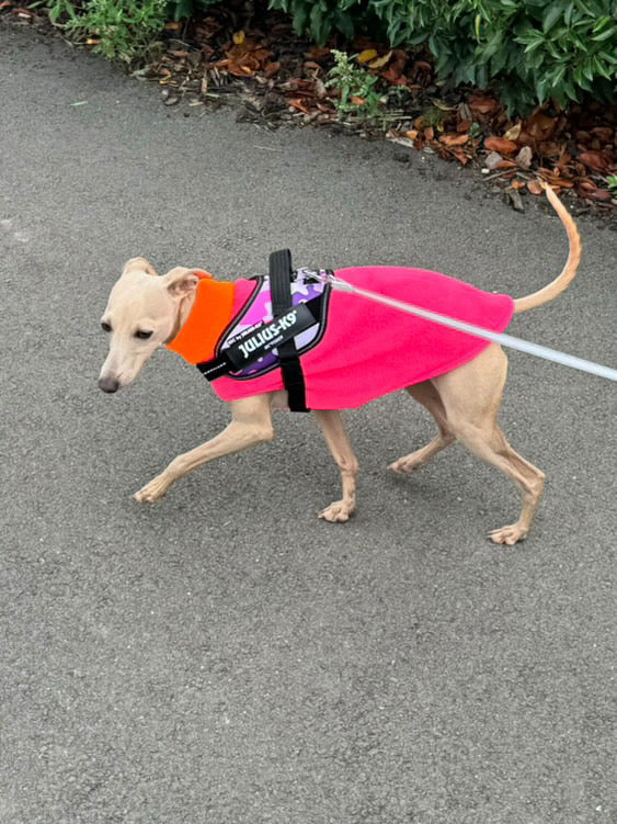 Fleece Vest - Colour Block Puppy Fleece