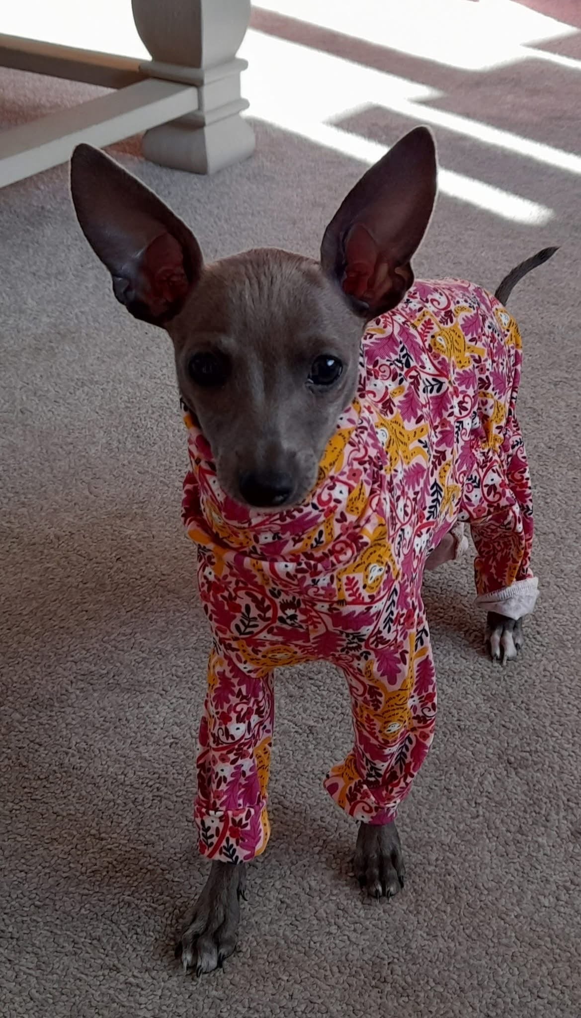 Puppy Jersey Suit - Dragons