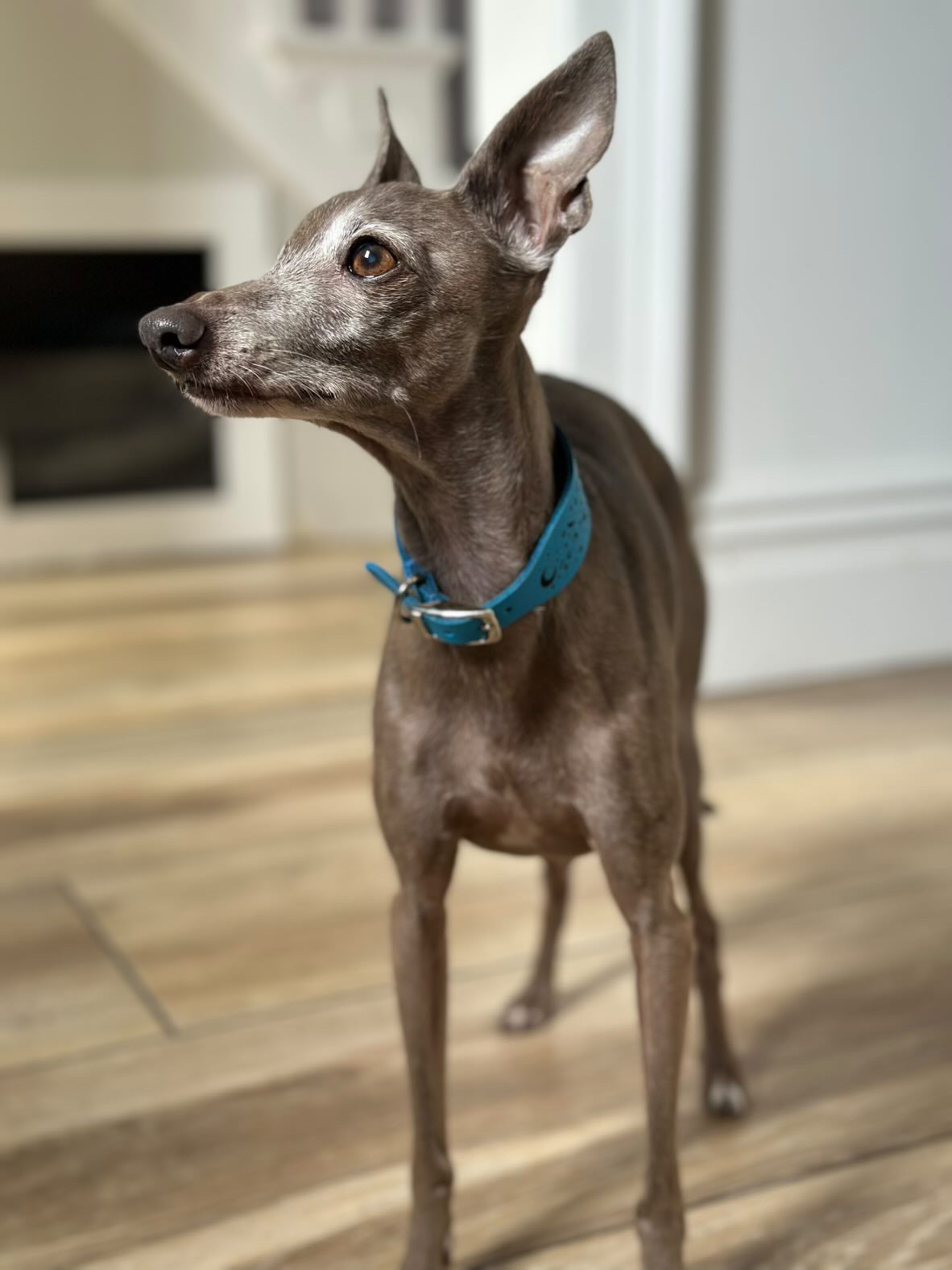 Leather Collar - Constellations