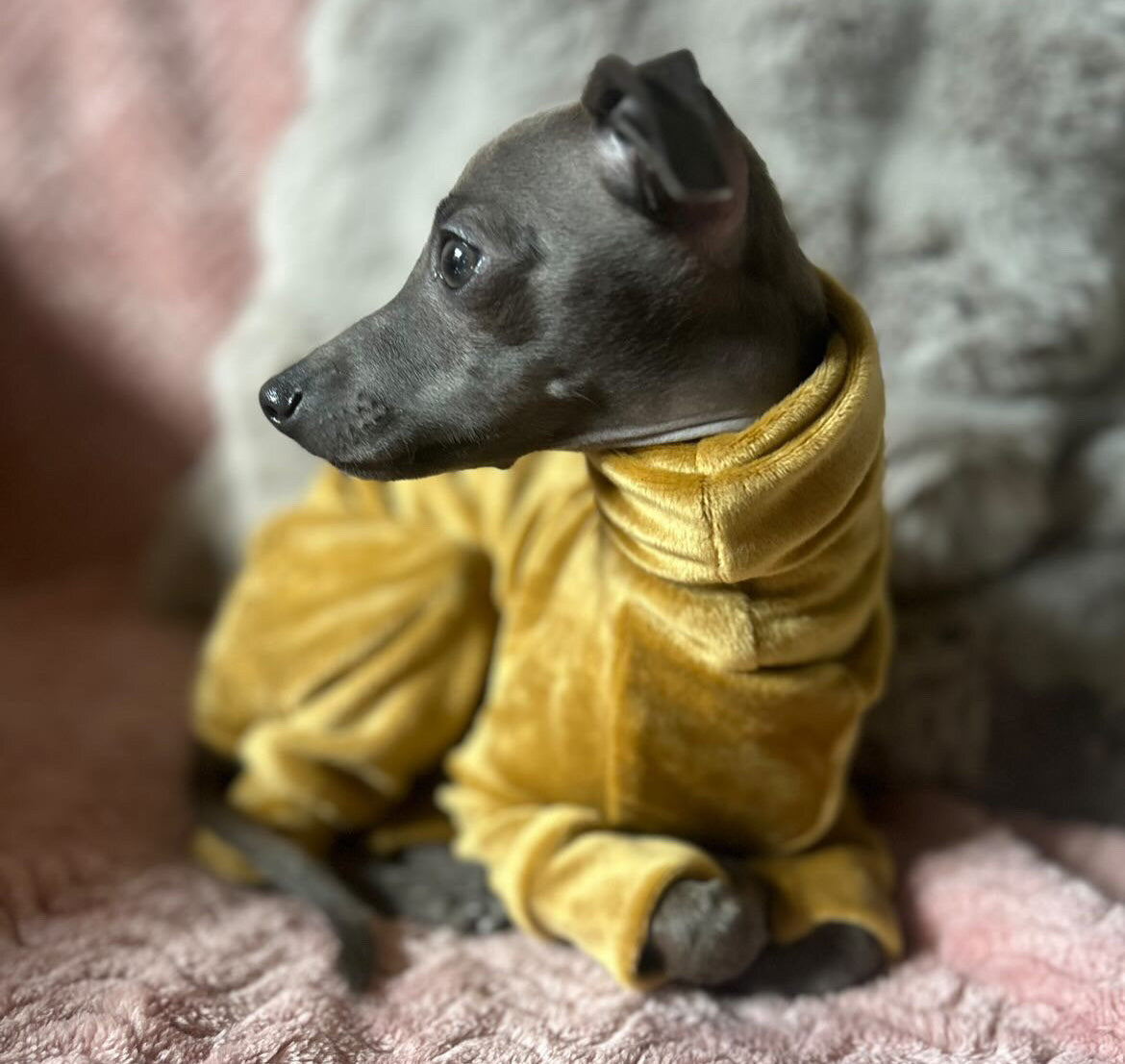 Italian Greyhound clothing
Italian Greyhound clothes
Italian Greyhound outfit
Italian Greyhound suit
Italian Greyhound jumper
Italian Greyhound sweater
Italian Greyhound coat
Italian Greyhound raincoat
Italian Greyhound pyjamas
Italian Greyhound onesie
Whippet clothing
Whippet clothes
Whippet outfit
Whippet suit
Whippet jumper
Whippet sweater
Whippet coat
Whippet raincoat
Whippet pyjamas
Whippet onesie
Sighthound clothing
Sighthound clothes
Sighthound outfit
Sighthound suit
Sighthound jumper
Sighthound swea