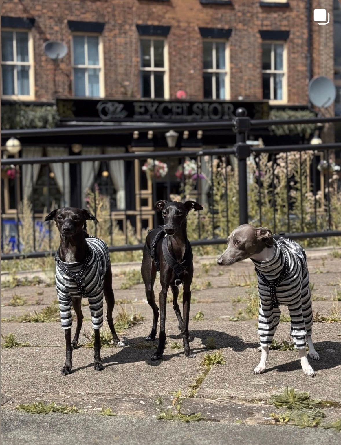 Italian Greyhound clothing
Italian Greyhound clothes
Italian Greyhound outfit
Italian Greyhound suit
Italian Greyhound jumper
Italian Greyhound sweater
Italian Greyhound coat
Italian Greyhound raincoat
Italian Greyhound pyjamas
Italian Greyhound onesie
Whippet clothing
Whippet clothes
Whippet outfit
Whippet suit
Whippet jumper
Whippet sweater
Whippet coat
Whippet raincoat
Whippet pyjamas
Whippet onesie
Sighthound clothing
Sighthound clothes
Sighthound outfit
Sighthound suit
Sighthound jumper
Sighthound swea