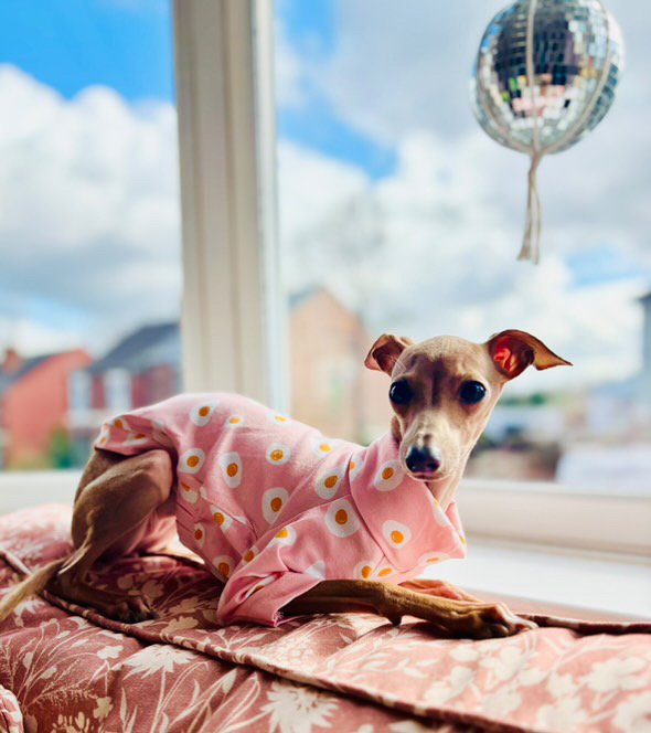 Italian Greyhound clothing
Italian Greyhound clothes
Italian Greyhound outfit
Italian Greyhound suit
Italian Greyhound jumper
Italian Greyhound sweater
Italian Greyhound coat
Italian Greyhound raincoat
Italian Greyhound pyjamas
Italian Greyhound onesie
Whippet clothing
Whippet clothes
Whippet outfit
Whippet suit
Whippet jumper
Whippet sweater
Whippet coat
Whippet raincoat
Whippet pyjamas
Whippet onesie
Sighthound clothing
Sighthound clothes
Sighthound outfit
Sighthound suit
Sighthound jumper
Sighthound swea