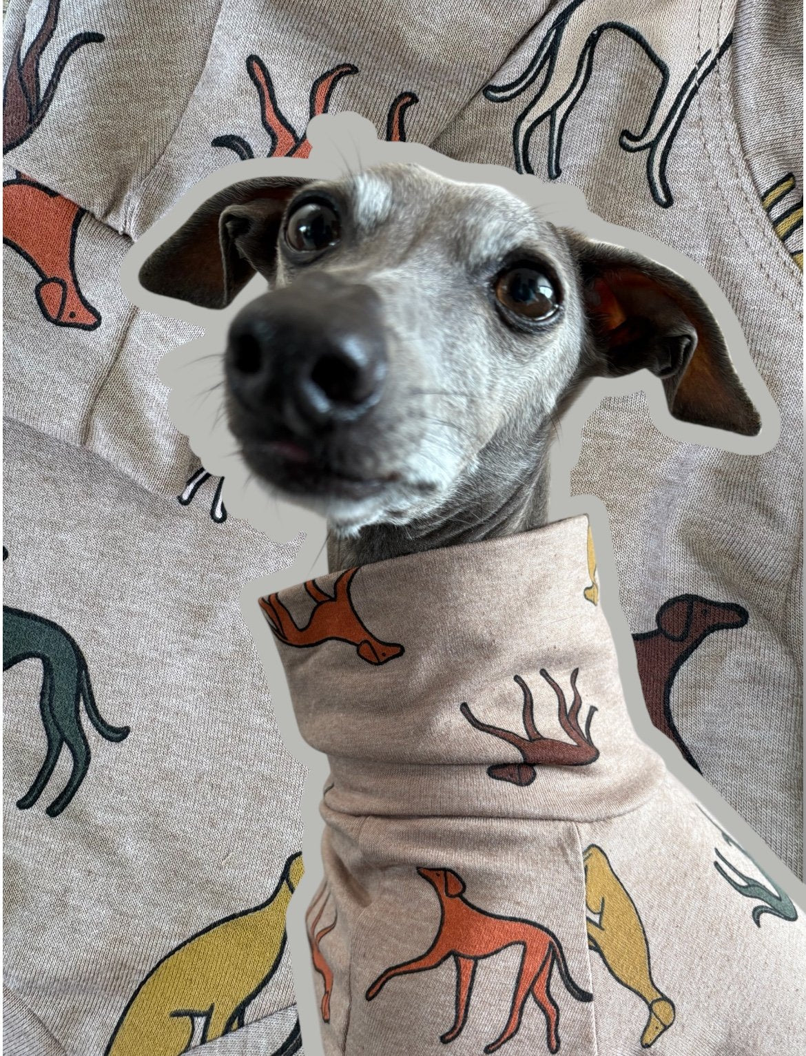 Jersey Suit - Houndin' Around!