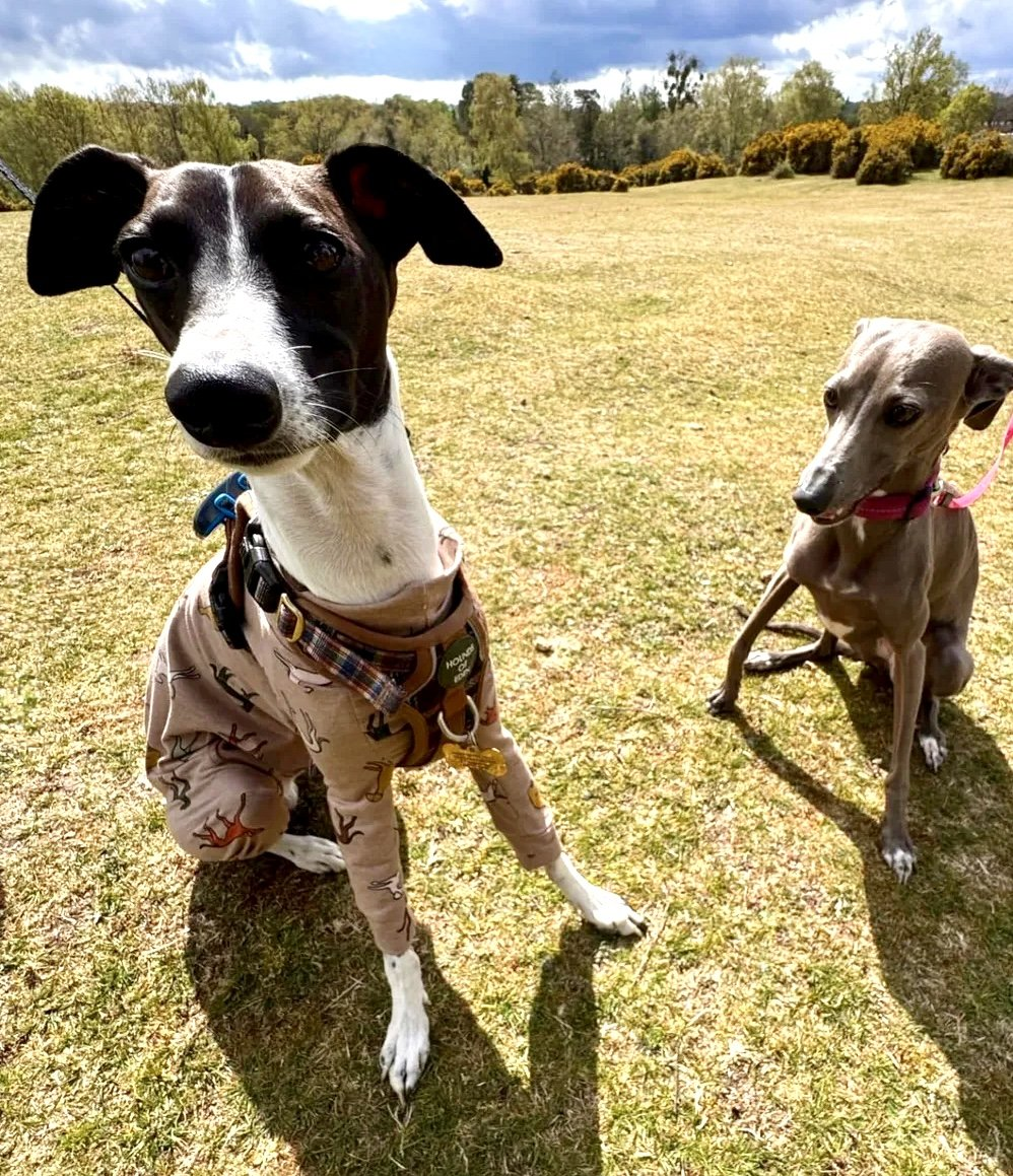 Jersey Suit - Houndin' Around!