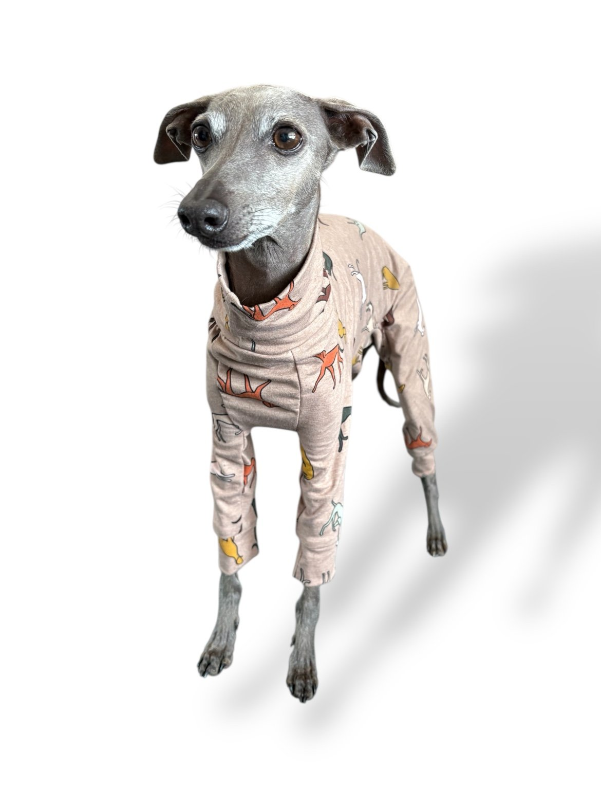 Jersey Suit - Houndin' Around!