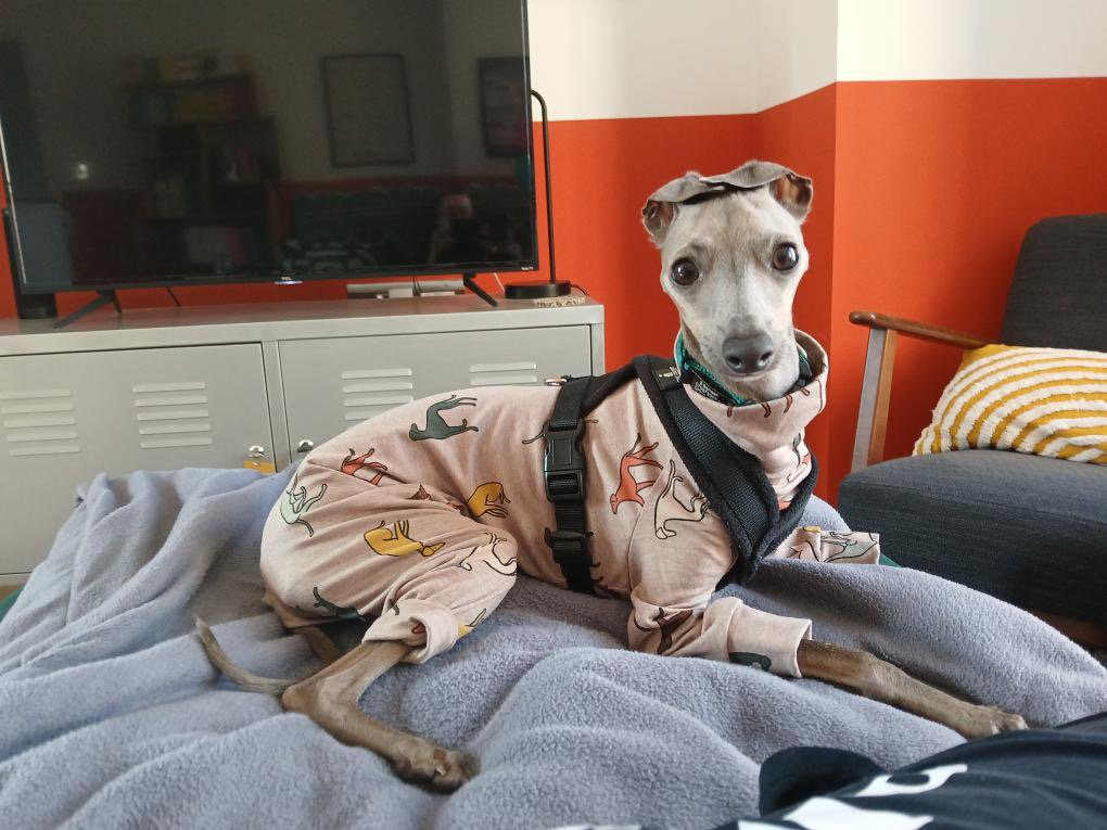 Jersey Suit - Houndin' Around!